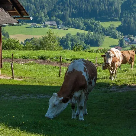 Moderne In Poels Mit Grosser Terrasse Pols